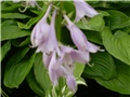 hosta